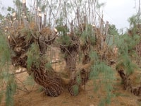 Now looking like a Triffid. Evidence of previous pruning visible.