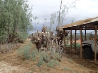 Tamarisk pruning has begun.