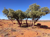 Browse line of Bullock Bush.