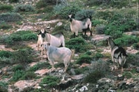 Feral goats.