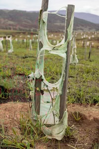 Scottsdale Volunteers remove melted tree guards in January.