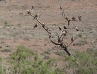 Cockatiels decorate a tree.