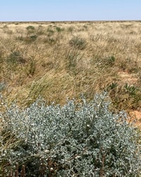 Grass as far as the horizon.
