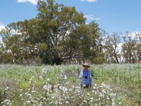 Native Hollyhocks steal the scene.