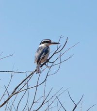 Red backed Kingfisher (Todiramphus pyrrhopygius).