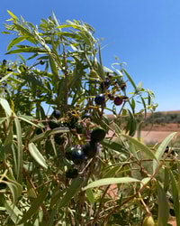 Ripe Bush Plums at East Station Dam.