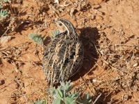 Stubble Quail (Coturnix pectoralis) blending in.
