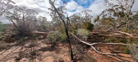 A Salmon Gum blown over during Cyclone Seroja on Charles Darwin Reserve.