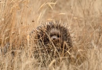 An inquisitive Echidna among the grasslands.