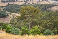 About two thirds of the property are classified as Grassy Dry Forest.