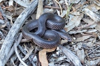 A Carpentaria Snake (Cryptophis boschmai).