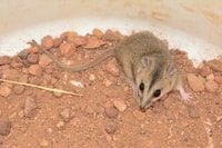 A Stripe faced Dunnart was among the species recorded.