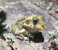 Eastern snapping frog (Cyclorana novaehollandiae).