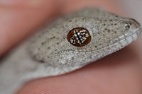 Spiny tailed Gecko
