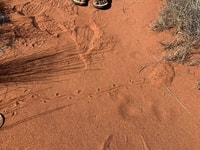 Marsupial Mole tracks