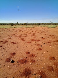 A Colony of Dawsons Burrowing Bees.