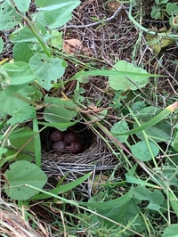 A Rufous Songlark in its nest.