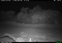 Chuditch camera trap image of  Western quoll.