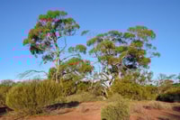 York Gum woodlands at Eurardy Reserve.