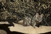 W.estern Quolls were once found across 70 of Australia