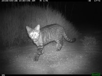 Feral cats are destructive and dangerous predators and one of the Night Parrots biggest threats.