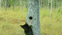 Nest predation by feral predators like cats is a major threat for the ongoing conservation of Alwal.