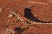 Pilungah Reserve is home to many reptile species.