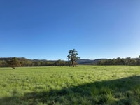 Area burnt by December 2020 fire already regenerating well by late January 2021.