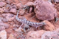 Broad banded Sand swimmer or Richardsons skink (Eremiascincus richardsonii).