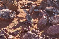 Central Netted Dragon