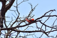 A Crimson Chat.