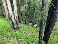 Inspecting habitat for frogs during a recent field trip.
