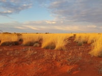 Spinifex colours in the setting sun.