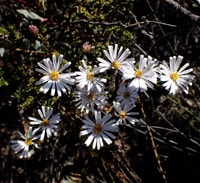 Olearia sp Jerramungup