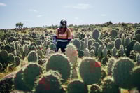 Levi Djandak Ranger undertakes Wheel Cactus management.