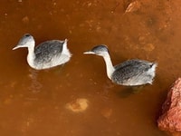 Hoary headed grebes under the back steps at the Ethabuka homestead.