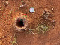 Tarantula burrow.