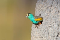 A Golden shouldered Parrot These birds nest in termite mounds.