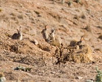 Rabbits denude a landscape of vegetation.