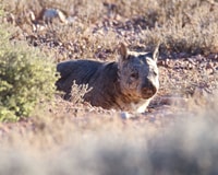Southern Hairy nosed Wombat numbers have expanded.