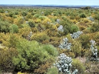 A site in the Fitz Stirling three years after direct seeding.