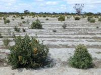 Revegetation at Monjebup North Reserve.