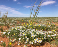 Wildflowers on Boolcoomatta.