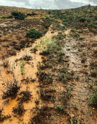 Rain soaking into soil.