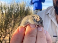 Little Long tailed Dunnart (Sminthopsis dolichura).