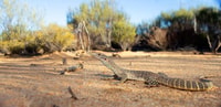 Sand Goanna (Varanus gouldii)