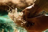 Freshly harvested seed.