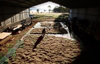 Drying the harvested seed.