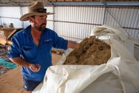 Freshly harvested native grass seed (850000 seeds per kilo).