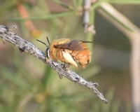 A native Teddy Bear Bee (Amegilla bombiformis).